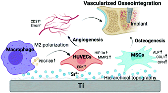 Graphical abstract: Improved osseointegration of strontium-modified titanium implants by regulating angiogenesis and macrophage polarization