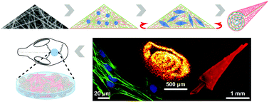 Graphical abstract: Osteon-mimetic 3D nanofibrous scaffold enhances stem cell proliferation and osteogenic differentiation for bone regeneration