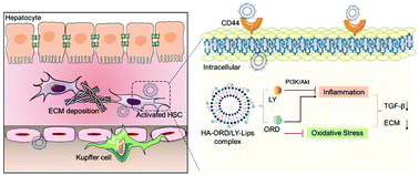 Graphical abstract: Resolving hepatic fibrosis via suppressing oxidative stress and an inflammatory response using a novel hyaluronic acid modified nanocomplex