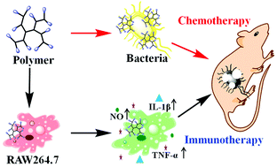 Graphical abstract: Water-soluble branched polymer for combined chemo-immunotherapy of bacterial infections