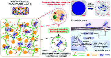 Graphical abstract: In situ mineralized PLGA/zwitterionic hydrogel composite scaffold enables high-efficiency rhBMP-2 release for critical-sized bone healing