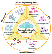 Graphical abstract: Articulation inspired by nature: a review of biomimetic and biologically active 3D printed scaffolds for cartilage tissue engineering