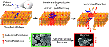 Graphical abstract: Quaternary ammonium substituted pullulan accelerates wound healing and disinfects Staphylococcus aureus infected wounds in mouse through an atypical ‘non-pore forming’ pathway of bacterial membrane disruption