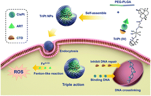 Graphical abstract: Nanoparticle delivery of a triple-action Pt(iv) prodrug to overcome cisplatin resistance via synergistic effect