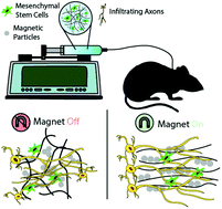 Graphical abstract: Magnetic alignment of injectable hydrogel scaffolds for spinal cord injury repair