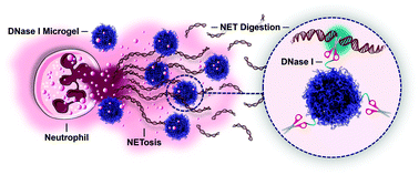Graphical abstract: DNase I functional microgels for neutrophil extracellular trap disruption