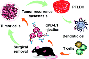 Graphical abstract: Inhibition of tumor recurrence and metastasis via a surgical tumor-derived personalized hydrogel vaccine