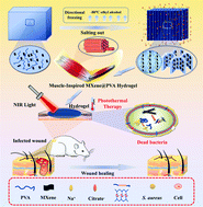Graphical abstract: Muscle-inspired MXene/PVA hydrogel with high toughness and photothermal therapy for promoting bacteria-infected wound healing