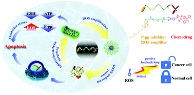 Graphical abstract: A self-amplified ROS-responsive chemodrug–inhibitor conjugate for multi-drug resistance tumor therapy