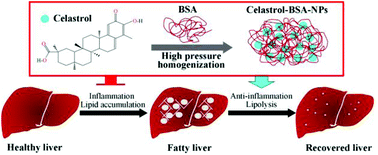 Graphical abstract: Biodegradable celastrol-loaded albumin nanoparticles ameliorate inflammation and lipid accumulation in diet-induced obese mice