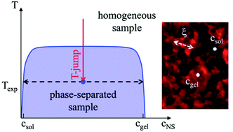 Graphical abstract: Treatment of kidney clear cell carcinoma, lung adenocarcinoma and glioblastoma cell lines with hydrogels made of DNA nanostars