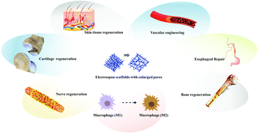 Graphical abstract: Applications of electrospun scaffolds with enlarged pores in tissue engineering