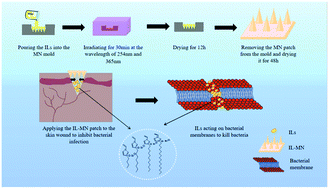 Graphical abstract: Synthesis and characterization of ionic liquid microneedle patches with different carbon chain lengths for antibacterial application