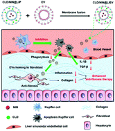 Graphical abstract: Clodronate-nintedanib-loaded exosome–liposome hybridization enhances the liver fibrosis therapy by inhibiting Kupffer cell activity