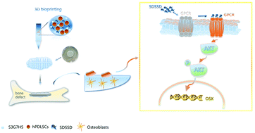 Graphical abstract: Osteogenic peptides in periodontal ligament stem cell-containing three-dimensional bioscaffolds promote bone healing
