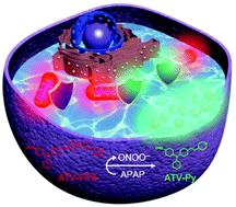 Graphical abstract: A ratiometric theranostic system for visualization of ONOO− species and reduction of drug-induced hepatotoxicity