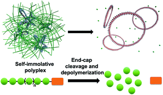 Graphical abstract: Self-immolative polyplexes for DNA delivery