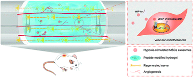 Graphical abstract: Hypoxia-stimulated mesenchymal stem cell-derived exosomes loaded by adhesive hydrogel for effective angiogenic treatment of spinal cord injury