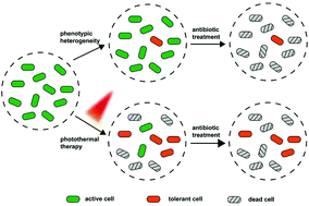 Graphical abstract: Photothermal therapy may be a double-edged sword by inducing the formation of bacterial antibiotic tolerance