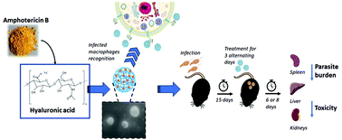 Graphical abstract: Hyaluronic acid–amphotericin B nanocomplexes: a promising anti-leishmanial drug delivery system