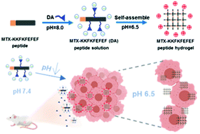 Graphical abstract: Injectable and pH-responsive self-assembled peptide hydrogel for promoted tumor cell uptake and enhanced cancer chemotherapy