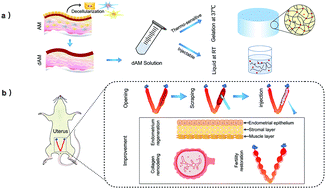 Graphical abstract: A thermo-sensitive and injectable hydrogel derived from a decellularized amniotic membrane to prevent intrauterine adhesion by accelerating endometrium regeneration