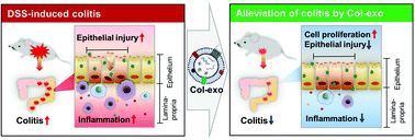 Graphical abstract: Bovine colostrum derived-exosomes prevent dextran sulfate sodium-induced intestinal colitis via suppression of inflammation and oxidative stress