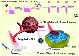 Graphical abstract: Exosome-based rare earth nanoparticles for targeted in situ and metastatic tumor imaging with chemo-assisted immunotherapy