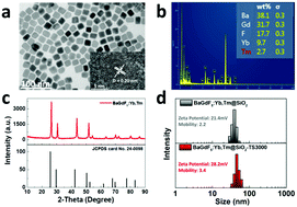 Graphical abstract: Labelling stem cells with a nanoprobe for evaluating the homing behaviour in facial nerve injury repair