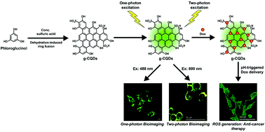 Graphical abstract: Two-photon excitable membrane targeting polyphenolic carbon dots for long-term imaging and pH-responsive chemotherapeutic drug delivery for synergistic tumor therapy