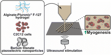 Graphical abstract: Piezoelectric nanocomposite bioink and ultrasound stimulation modulate early skeletal myogenesis