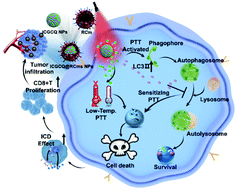 Graphical abstract: Autophagy-inhibiting biomimetic nanodrugs enhance photothermal therapy and boost antitumor immunity