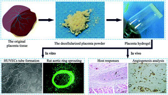 Graphical abstract: Fabrication and characterization of a pro-angiogenic hydrogel derived from the human placenta