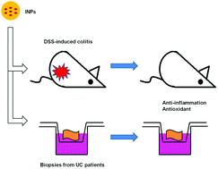 Graphical abstract: Therapeutic effect of indirubin-loaded bovine serum albumin nanoparticules on ulcerative colitis