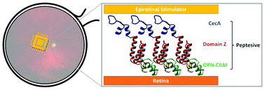 Graphical abstract: BioAdhere: tailor-made bioadhesives for epiretinal visual prostheses