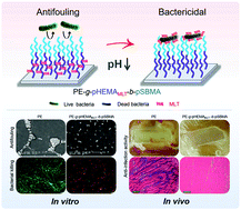 Graphical abstract: A self-defense hierarchical antibacterial surface with inherent antifouling and bacteria-activated bactericidal properties for infection resistance