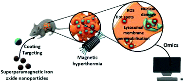 Graphical abstract: Superparamagnetic iron oxide nanoparticles for magnetic hyperthermia: recent advancements, molecular effects, and future directions in the omics era