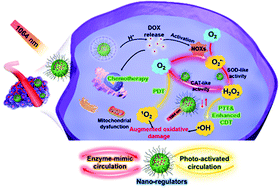 Graphical abstract: Bioinspired nanocatalysts as hydrogen peroxide homeostasis regulators for tumor-specific synergistic therapy