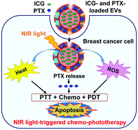 Graphical abstract: Extracellular vesicles with high dual drug loading for safe and efficient combination chemo-phototherapy