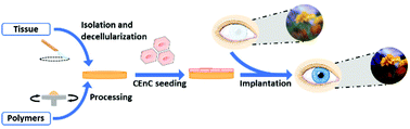 Graphical abstract: Tissue engineered scaffolds for corneal endothelial regeneration: a material's perspective