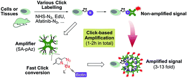 Graphical abstract: Click-based amplification: designed to facilitate various target labelling modes with ultralow background amplification