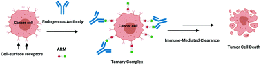 Graphical abstract: Antibody recruiting molecules (ARMs): synthetic immunotherapeutics to fight cancer