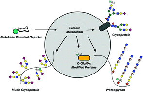 Graphical abstract: Design and synthesis of metabolic chemical reporters for the visualization and identification of glycoproteins
