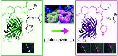 Graphical abstract: Fluorescent proteins of the EosFP clade: intriguing marker tools with multiple photoactivation modes for advanced microscopy