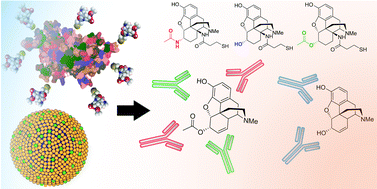 Graphical abstract: Synthesis and immunological effects of C14-linked 4,5-epoxymorphinan analogues as novel heroin vaccine haptens