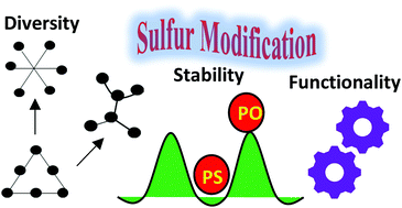 Graphical abstract: Sulfur modification in natural RNA and therapeutic oligonucleotides