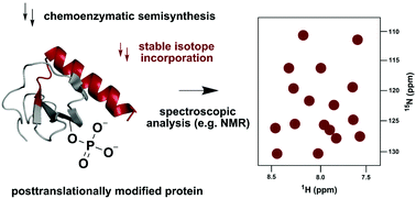 Graphical abstract: Segmental and site-specific isotope labelling strategies for structural analysis of posttranslationally modified proteins