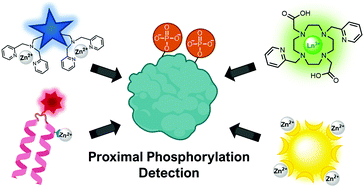 Graphical abstract: Optical chemosensors for the detection of proximally phosphorylated peptides and proteins