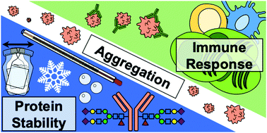 Graphical abstract: Aggregation of protein therapeutics enhances their immunogenicity: causes and mitigation strategies