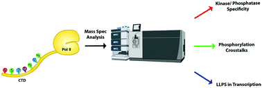 Graphical abstract: What's all the phos about? Insights into the phosphorylation state of the RNA polymerase II C-terminal domain via mass spectrometry